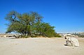 140 Tree of Life