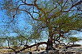 141 Tree of Life