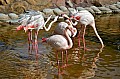 169 Al Areen Wildlife Parl & Reserve