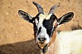 171 Al Areen Wildlife Parl & Reserve