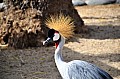 172 Al Areen Wildlife Parl & Reserve