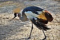 173 Al Areen Wildlife Parl & Reserve