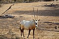175 Al Areen Wildlife Parl & Reserve