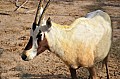 176 Al Areen Wildlife Parl & Reserve