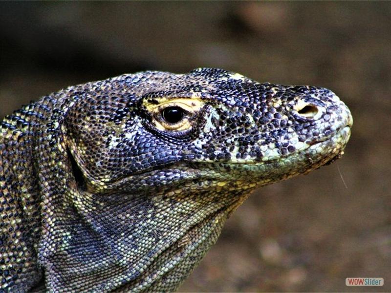 Isola di Komodo