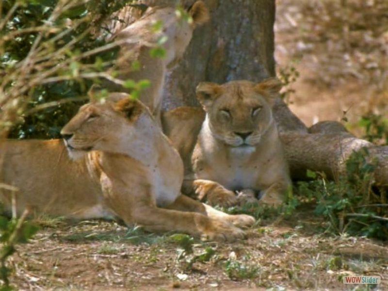 Kenya, Tsavo N.P.