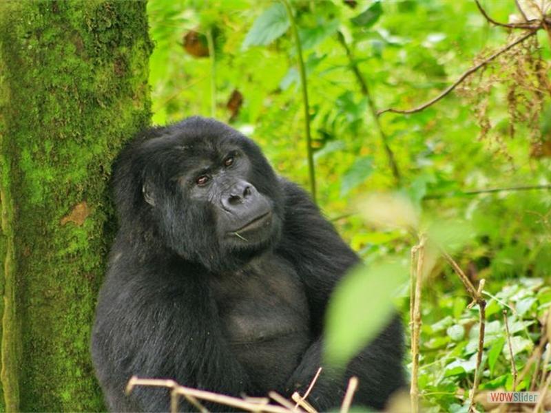 Uganda