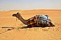 018 Liwa