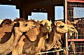 051 Al Ain