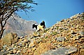 097 Ras al Khaimah - Dhayah fort 