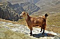 109 Jebel Jais