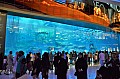 237 Dubai