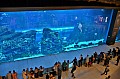 238 Dubai