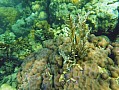 051 Virgiin island