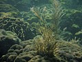 052 Virgiin island