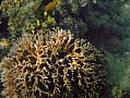 053 Virgiin island