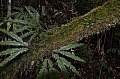 152 Biotopo del Quetzal