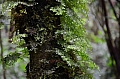 154 Biotopo del Quetzal