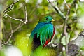 158 Biotopo del Quetzal