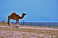 076 Mutla Ridge