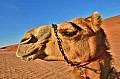 168 Sharqiya sands