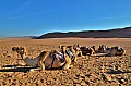 170 Sharqiya sands