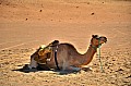 183 Sharqiya sands