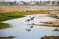 258 Salalah