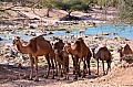 313 Wadi Dharbat