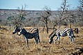 0039 Kruger NP