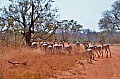 0044 Kruger NP