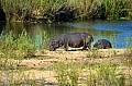 0053 Kruger NP