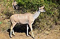 0057 Kruger NP