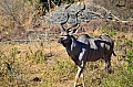 0058 Kruger NP