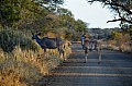 0064 Kruger NP