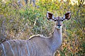 0065 Kruger NP