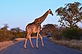 0067 Kruger NP