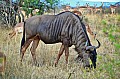 0068 Kruger NP