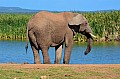 0078 Addo NP