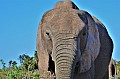 0081 Addo NP