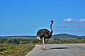 0082 Addo NP