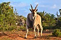 0084 Addo NP