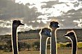 0091 Garden route