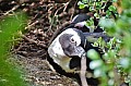 0151 Boulders beach