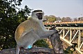 0024 Victoria Falls (Zimbabwe)