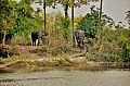 0036 Zambesi river