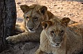 0099 Lion Walk