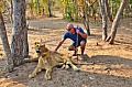 0100 Lion Walk
