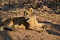 0101 Lion Walk