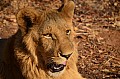 0102 Lion Walk